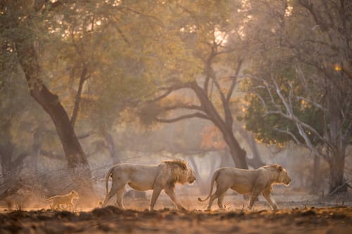 Zimbabwe Safari Camp