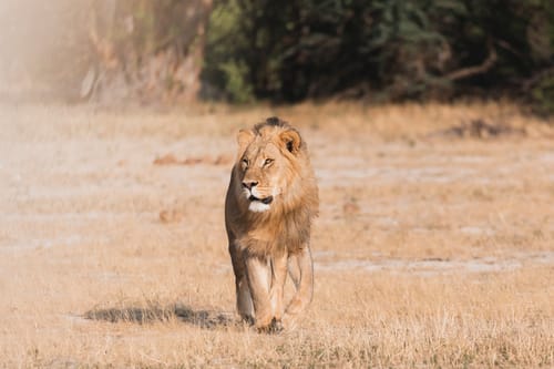 Zimbabwe Lion