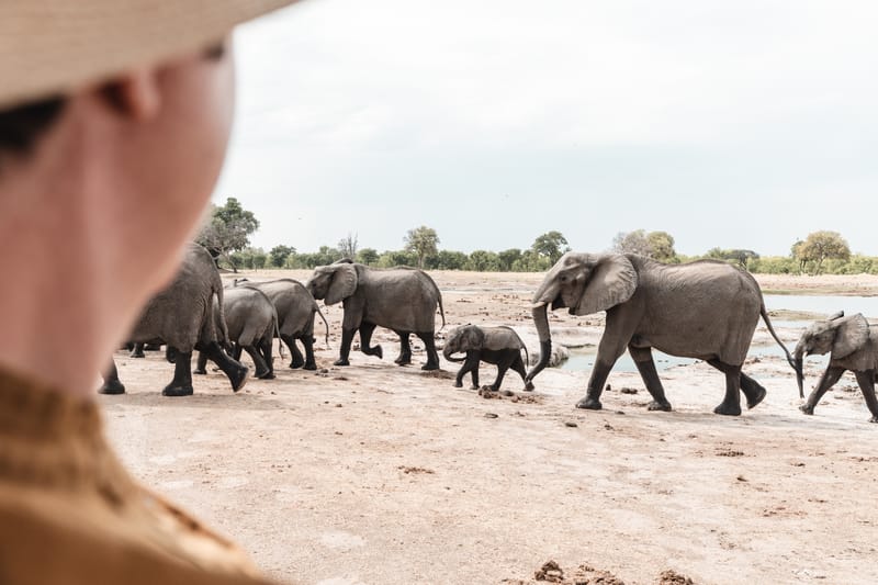 Hwange Elephant Spectacles