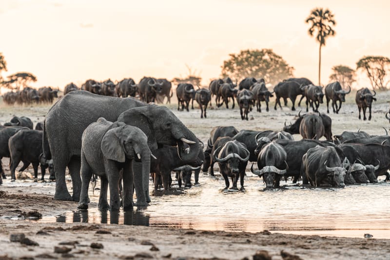 Zambezi River Expeditions