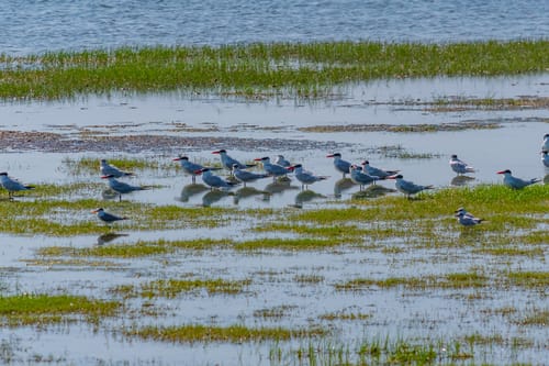 Wildlife in Bundala