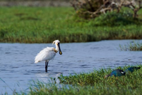 Wildlife in Bundala