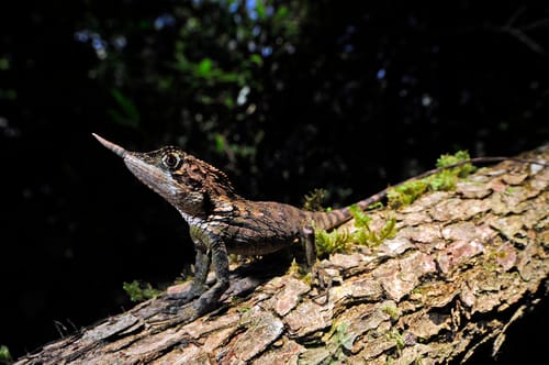 Wildlife in Horton Plains
