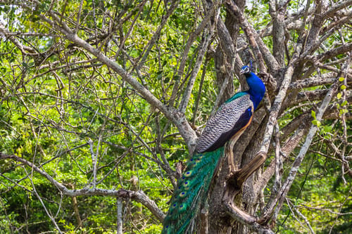 Bird Watching in Kumana