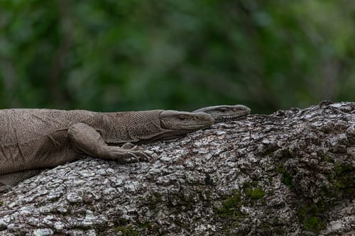Wildlife in Kumana