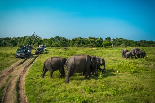Elephant Gathering in Minneriya
