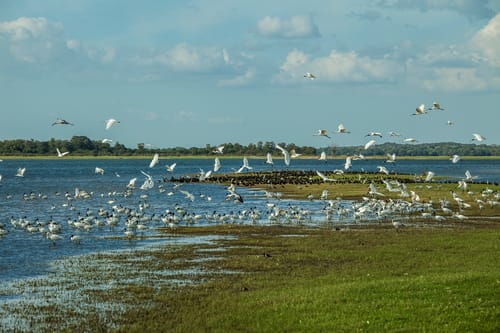 Wildlife in Minneriya