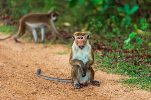 Wildlife in Minneriya