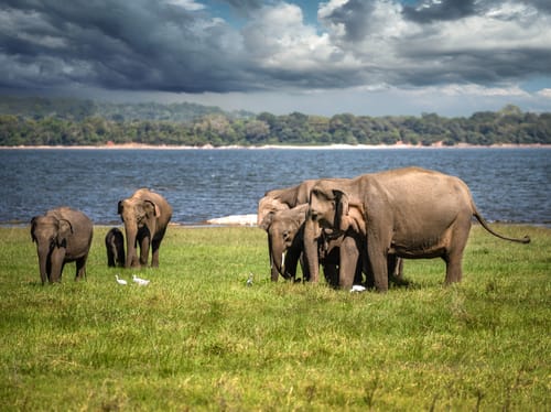 Wildlife in Minneriya