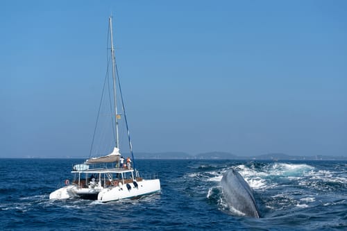 Blue Whale in Mirissa