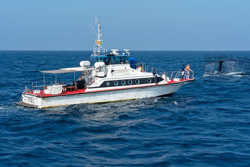 Whale Watching Tour