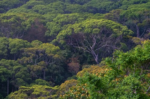 Rainforest Canopy