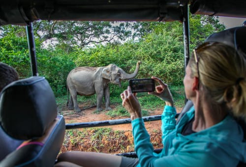 Elephants in Yala