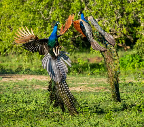 Yala Landscape