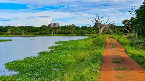 Yala Landscape