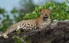 Yala National Park