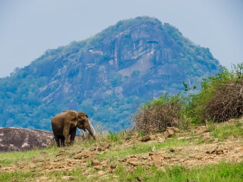 Sri Lanka Wildlife