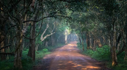 Sri Lanka Wildlife