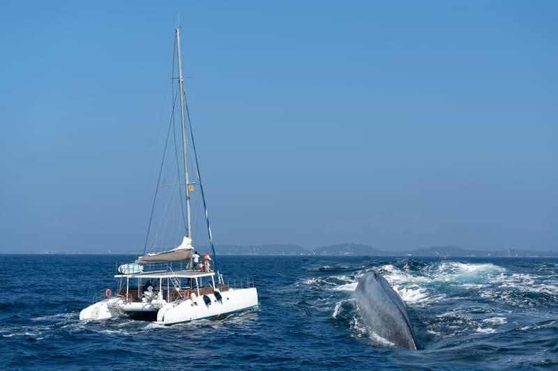 Sri Lanka Jungle Walks & Big Game Safaris