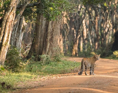 Sri Lanka Wildlife