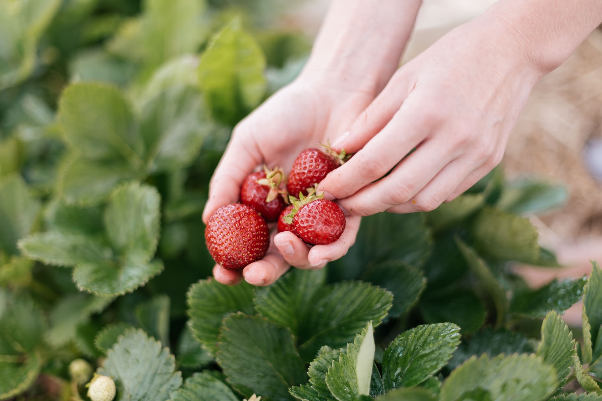hands holding fresh picked strawberries