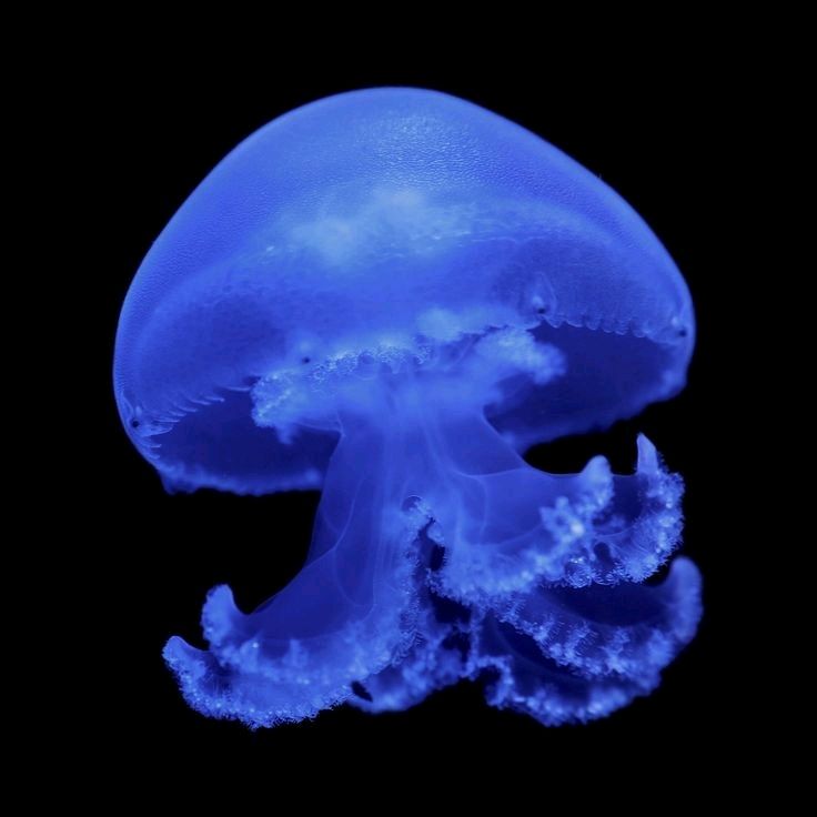 Avatar image of Jellyfish