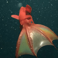 Avatar image of Vampyroteuthis Infernalis