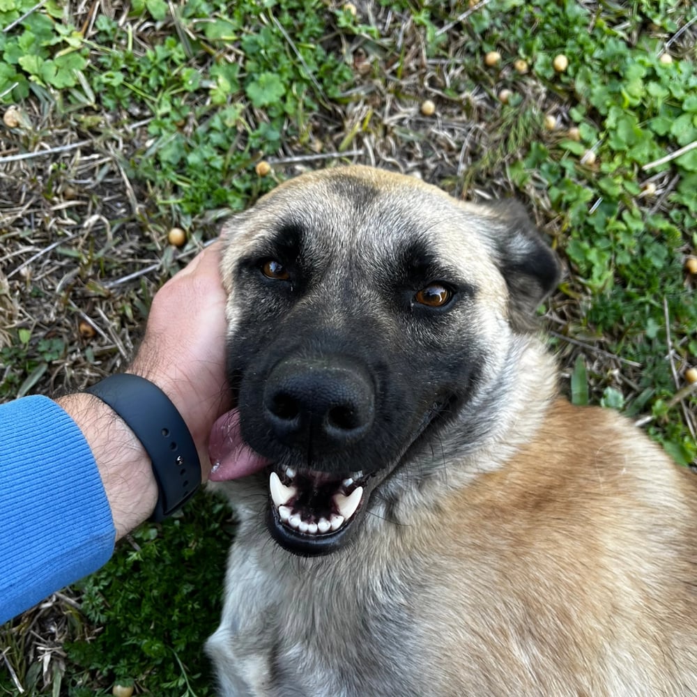 Avatar image of Andyh 