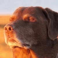 Avatar image of GoodestBoye
