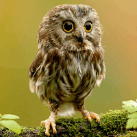 Avatar image of Small owl
