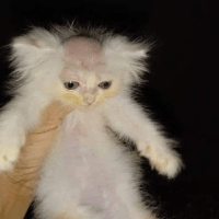 Avatar image of Gato pelao