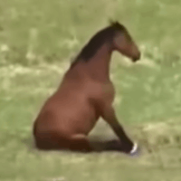 Avatar image of Horse