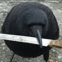 Avatar image of Pervertedcorvid 