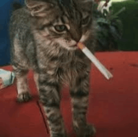 Avatar image of Smoking rat