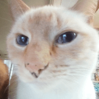 Avatar image of Mr.Ass