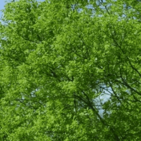 Avatar image of fi