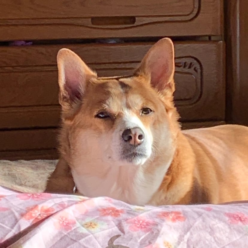Avatar image of でいたらぼっち