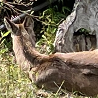 Avatar image of ゴマごま