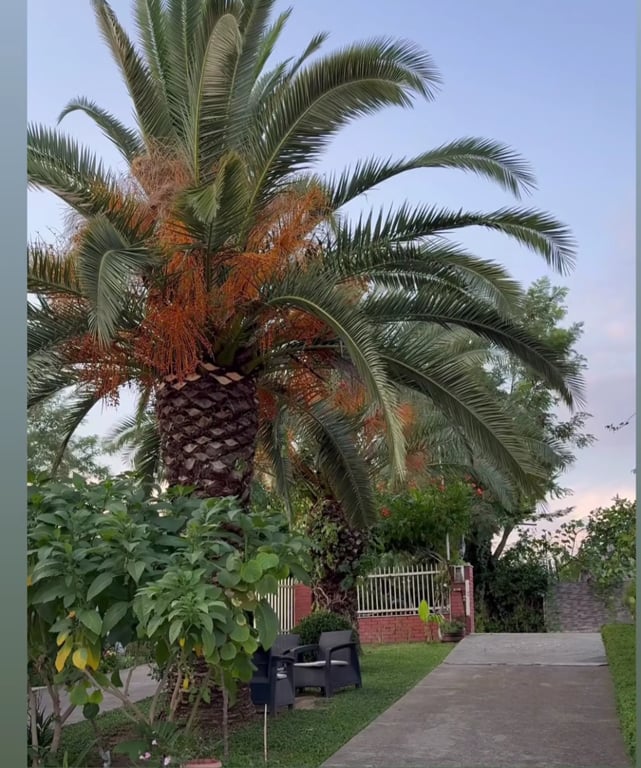 Fotografi e Palma Phoenix në LIST.AL