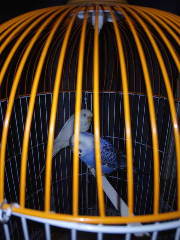 Fotografi e Kafazë me Papagallë Budgerigar në Shitje në LIST.AL