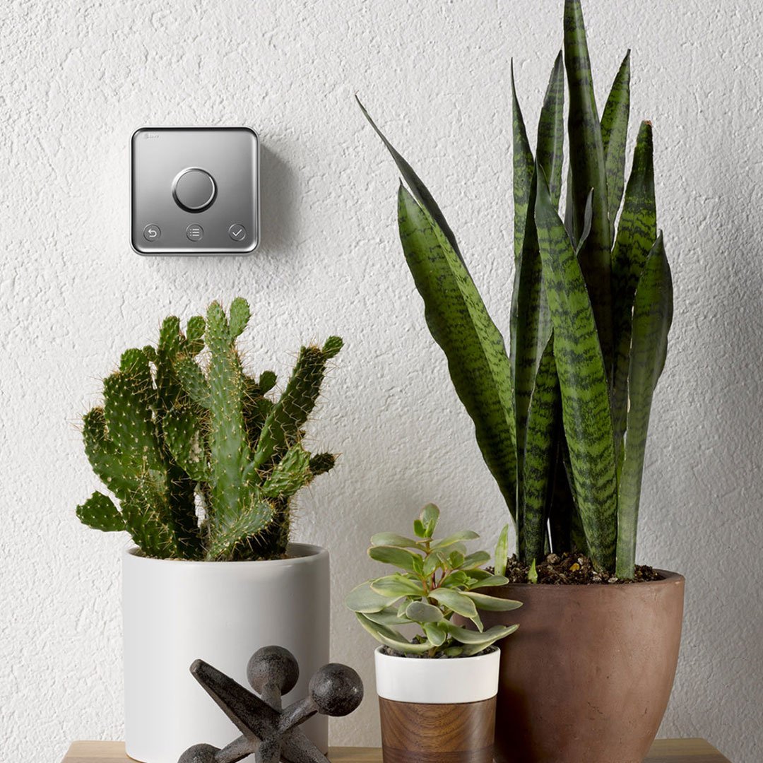 Plants and decorative items on a shelf against a white wall