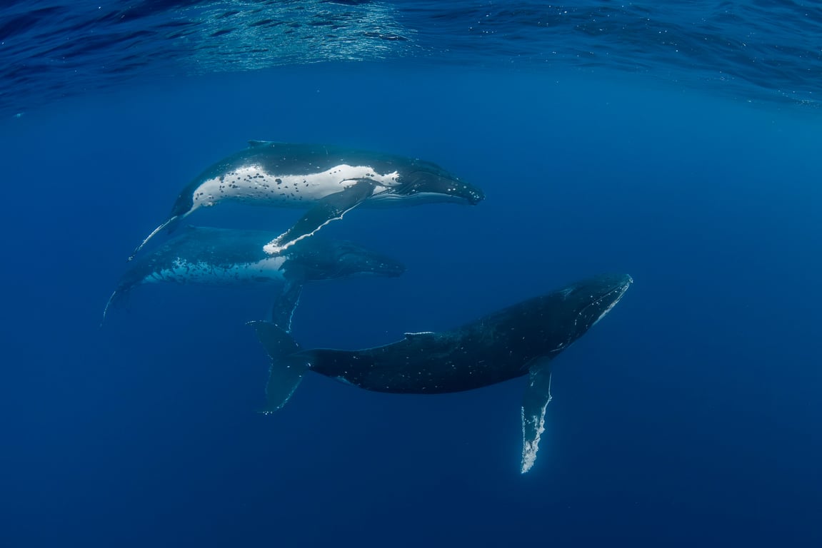Humpback whale encounter in Tonga photo 9