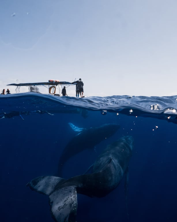 Humpback whale encounter in Tonga photo 11