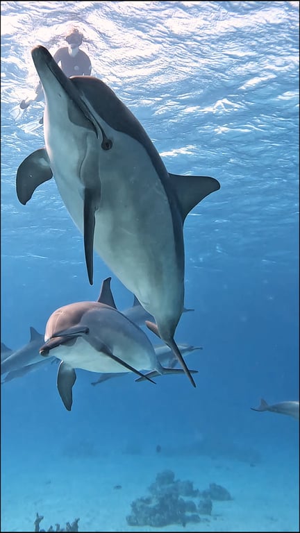 Freediving and dolphins at Sataya photo 11
