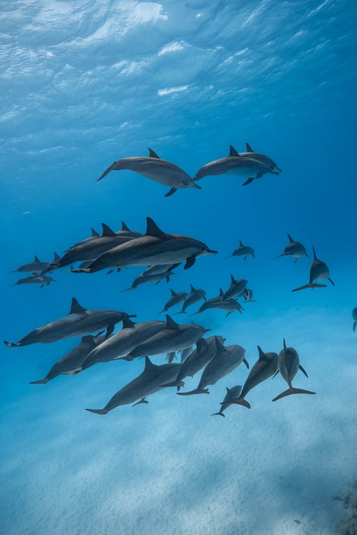 Freediving and dolphins at Sataya photo 3
