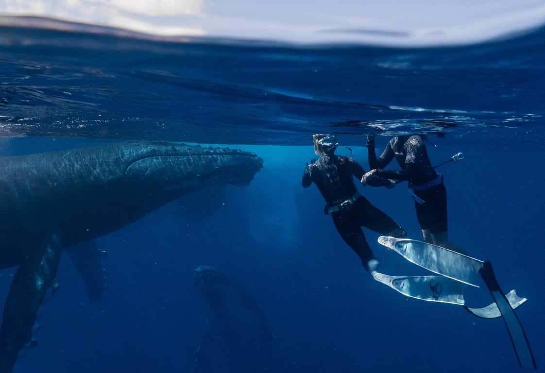 Humpback whale encounter in Tonga photo 6