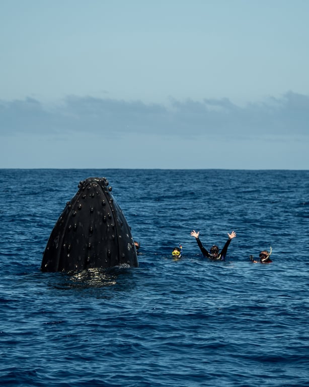 Humpback whale encounter in Tonga photo 3
