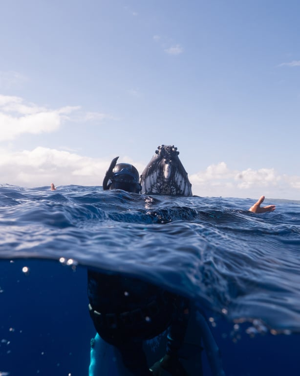 Humpback whale encounter in Tonga photo 8