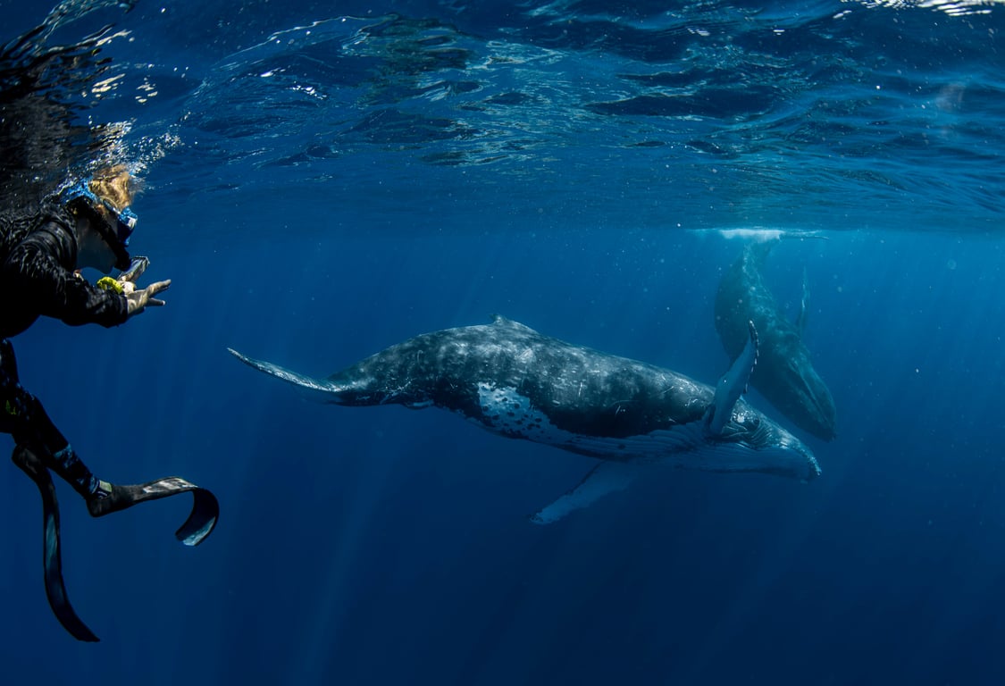 Humpback whale encounter in Tonga photo 4