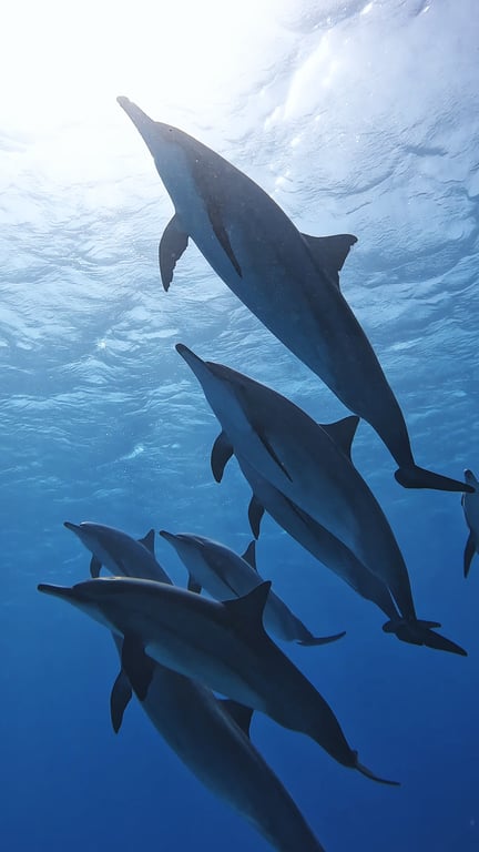 Freediving and dolphins at Sataya photo 6